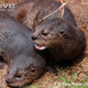 Illustration for article titled Monday Mustelid - Hydrictis maculicollis Edition